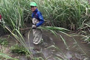 埼玉県比企郡吉見町の川までマコモ草を刈りに行きました