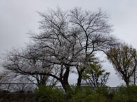徳丸の紅梅公園にある大きな桜の木