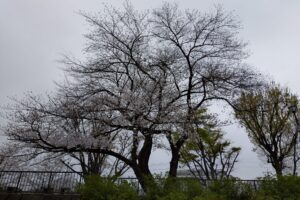 徳丸の紅梅公園にある大きな桜の木