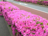 「徳丸槙の道」の植え込みのツツジが綺麗