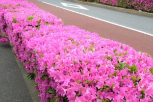 「徳丸槙の道」の植え込みのツツジが綺麗