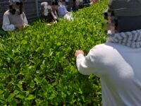 徳丸にて、近隣5つの小学校が茶摘み体験
