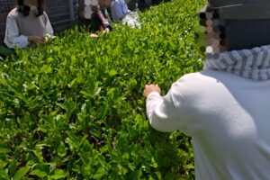 徳丸にて、近隣5つの小学校が茶摘み体験