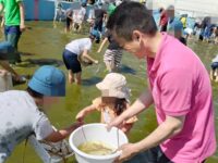 徳丸小学校の土曜授業でのヤゴとりを支援