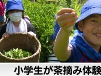 東京・板橋区で小学生が茶摘み体験｜テレ東BIZ