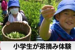 東京・板橋区で小学生が茶摘み体験｜テレ東BIZ