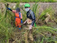 青少年健全育成徳丸地区委員会などの皆さんとマコモ刈り