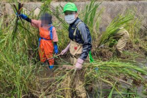 青少年健全育成徳丸地区委員会などの皆さんとマコモ刈り