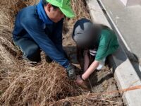 紅梅小学校、校内の田んぼで稲刈り