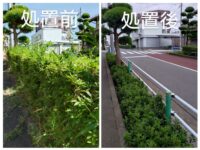 徳丸槙の道のツツジの植え込み約40m
