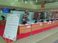 板橋区役所1階にて「さつきフェスティバル」開催中😃