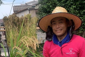水車公園にて、徳丸小学校の5年生児童が稲刈り