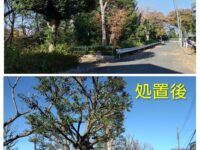 四葉に所在する向口公園の一部樹木の剪定