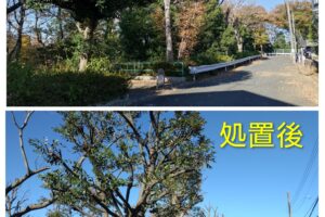 四葉に所在する向口公園の一部樹木の剪定