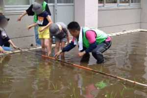 紅梅小学校の校内にある田んぼで5年生児童の田植えを支援