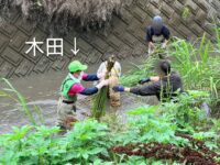 埼玉県吉見町の川でマコモ刈り