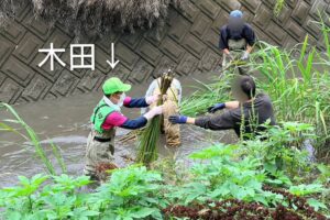 埼玉県吉見町の川でマコモ刈り